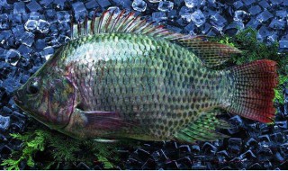 罗非鱼喜欢吃什么食物 罗非鱼吃哪些东西