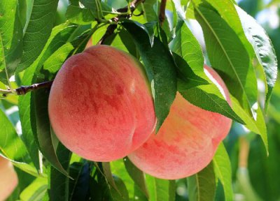 碧桃树果实食用吗 碧桃树结果能吃吗