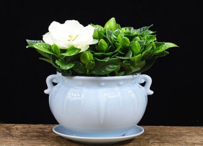 栀子花黄叶掉花苞原因 栀子花黄叶掉花苞的原因及解决方法