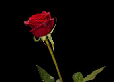 代表专一的花 什么花代表专一的爱情