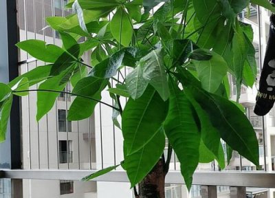 发财树叶子发黄怎么救治 发财树叶黄了的原因及补救方法