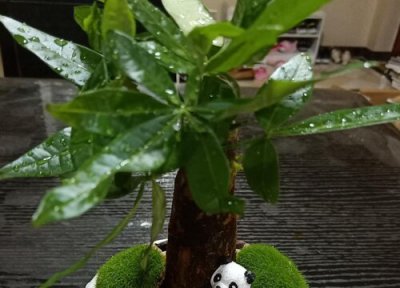 发财树叶子发黄是怎么回事 家养发财树黄叶原因与补救