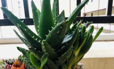 芦荟被冻伤还能成活吗 冬天芦荟叶子被冻软了能救活吗