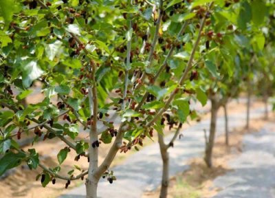 桑葚树剪枝能插活吗 桑葚树剪枝可以插活吗