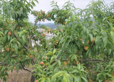 桃树春天什么时候浇水施肥 开春后桃树需要浇水肥吗