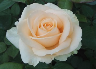 香槟玫瑰的花语和寓意象征 香槟色玫瑰代表什么意思