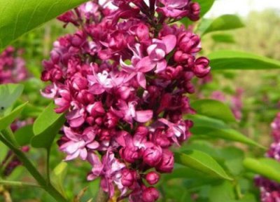 丁香花什么时候开花 开花有几种颜色