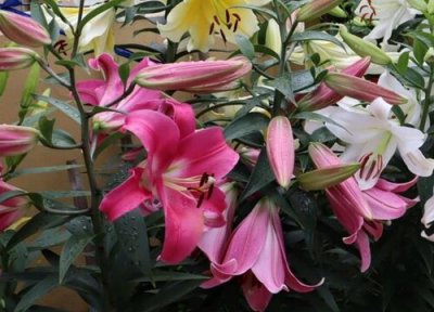 百合花是否怕冻 百合花冬天怎么养护