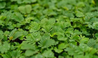 含羞草有什么功效 含羞草有哪些作用