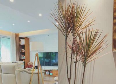 千年木好养活吗 千年木容易养活吗