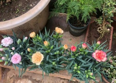 康乃馨耐寒 康乃馨怎么过冬天