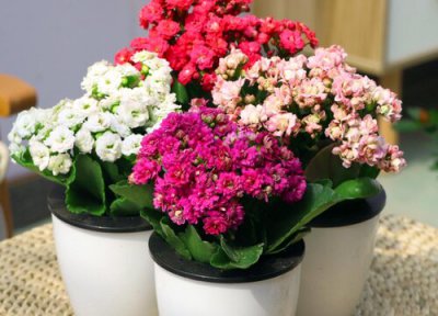 长寿花花谢了施什么肥更好 长寿花用什么肥料爱开花