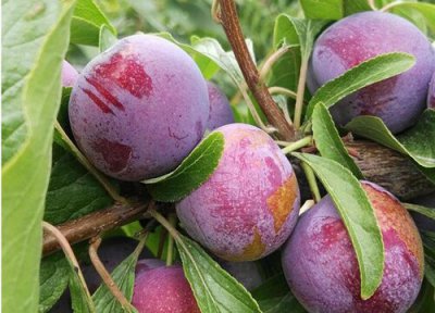 种植脆红李简介 脆红李几年结果实