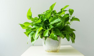 客厅适合摆放的植物 适合摆放在客厅的植物