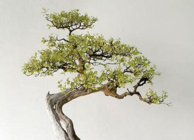 迎客松的风水寓意是什么 迎客松在风水上有什么讲究