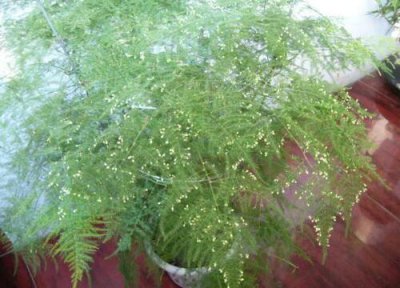 夏天文竹怎么养才能更旺盛 文竹在冬天怎么养护越养越旺盛