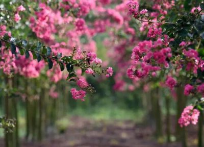 紫薇花好养吗 盆景紫薇养殖方法和注意事项