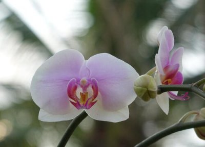 蝴蝶兰有花苞不开花 蝴蝶兰形成的花苞非常少是什么原因