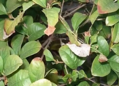 米兰炭疽病发病原因 米兰炭疽病的发病原因与治疗方法