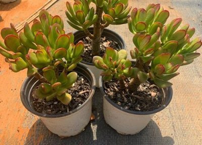 吸财树休眠时间 吸财树什么时候休眠