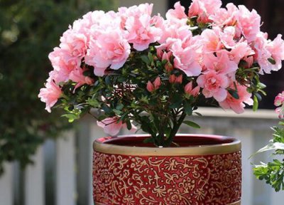 杜鹃花的养殖方法 盆栽 家庭 杜鹃花如何养殖让它生长旺盛轻松过冬