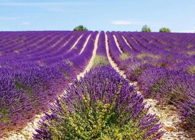熏衣草什么季节开花 一年四季开花吗