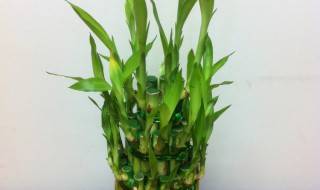 富贵竹怎么摆放 富贵竹如何摆放呢