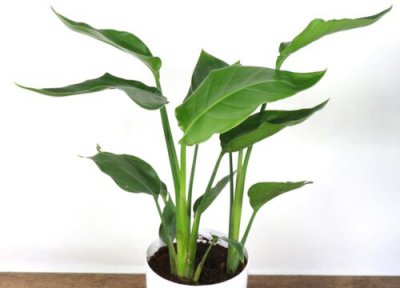 鹤望兰叶子焦黄卷曲开裂是怎回事 叶子焦黄卷曲开裂原因