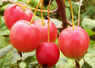 小小苹果叫什么名字 像很小苹果的水果名称叫海棠果