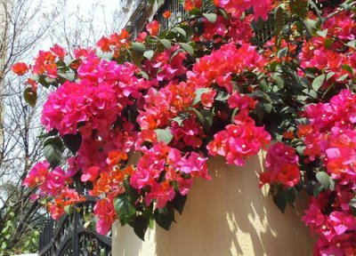 花谢后的三角梅怎样修剪 教会你修剪花败后的三角梅