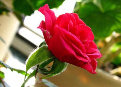 微月是否怕冻 微月冬天怎么养护