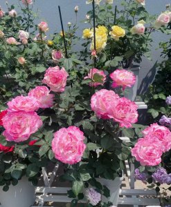 六翼天使月季特点与样子 灌木月季六翼天使优缺点介绍