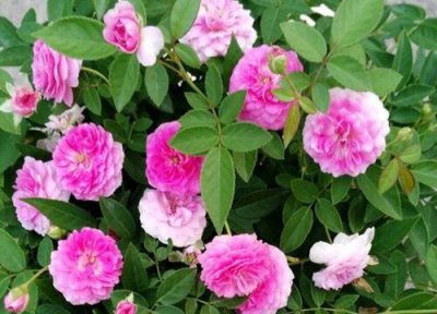 茉莉花和月季哪个好养 在家里盆栽茉莉花好养吗