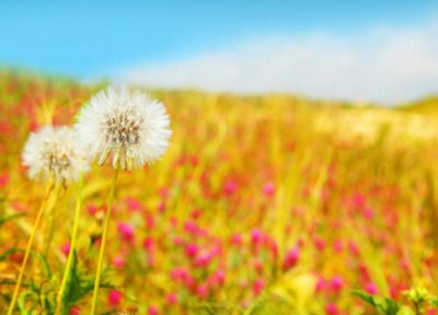 蒲公英什么时候开花 开花季节是几月份