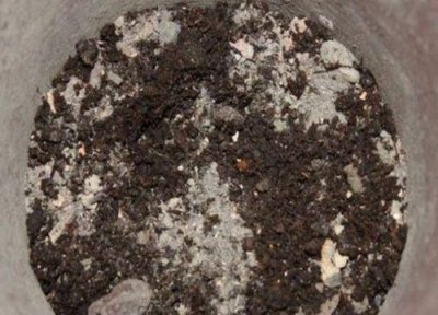 怎么自制花卉肥料 如何自制的养花万能肥