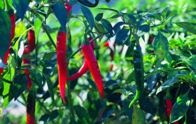 露地辣椒种植方法和时间 建议收藏高产栽培技术详细