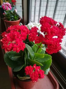 玉树可以嫁接哪些花卉易成活 玉树长寿花嫁接正合适