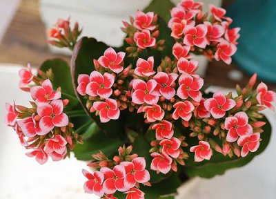 夏天长寿花的养殖方法 夏季怎么养长寿花越夏简单