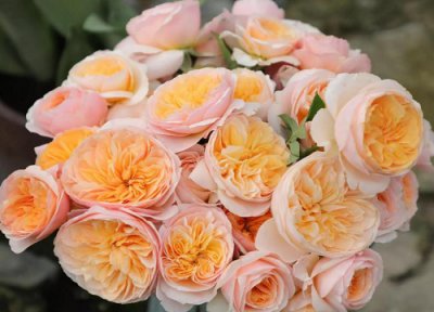 藤本月季朱丽叶品种介绍 朱丽叶高度、颜色等优缺点