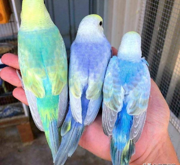 虎皮鹦鹉认识主人吗