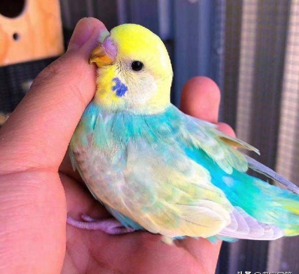 虎皮鹦鹉认识主人吗