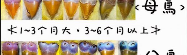 虎皮鹦鹉认识主人吗