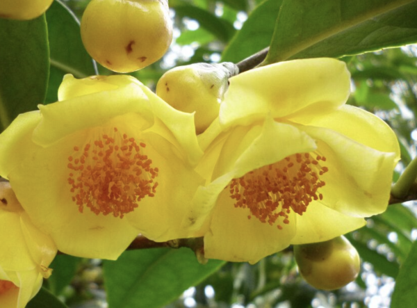 有植物熊猫之称的是什么