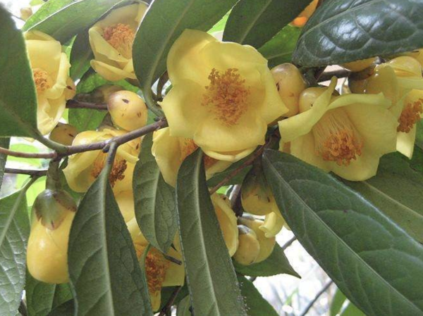 有植物熊猫之称的是什么