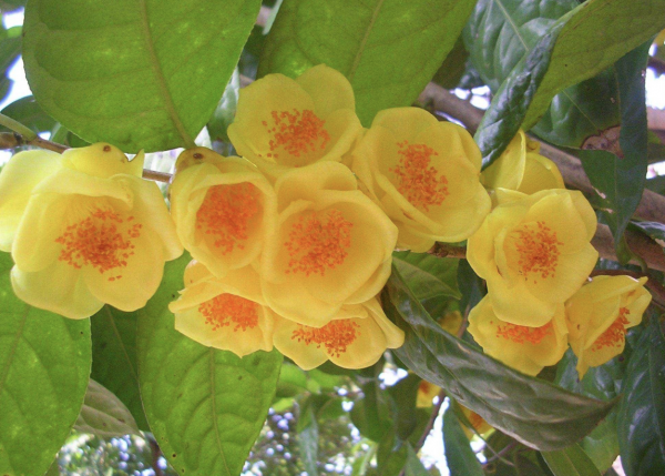有植物熊猫之称的是什么