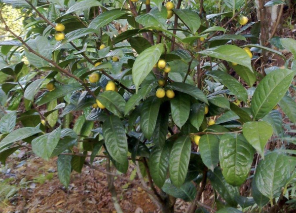 有植物熊猫之称的是什么