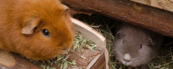 什么属相的人不能养仓鼠