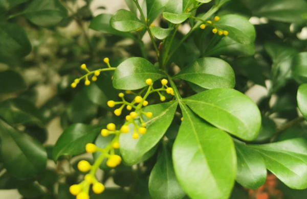 什么花香好闻又清香