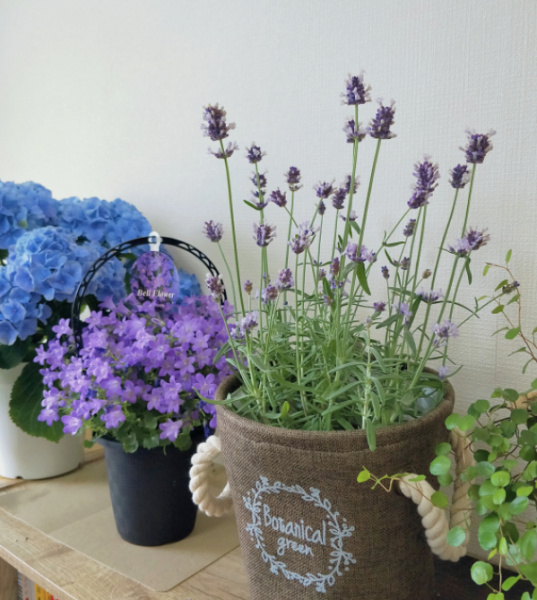 什么花香好闻又清香