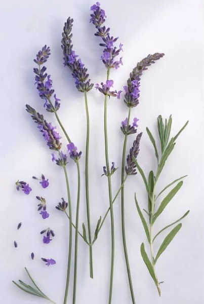 什么花香好闻又清香